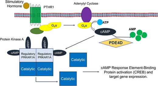 The cAMP/PKA/CREB signalling pathway. Agonist binding to the PTHR1 seven transmembrane G-protein coupled receptor leads to activation and release of the alpha subunit of stimulatory G-protein, which activates adenylyl cyclase, leading to the generation of cAMP from ATP. cAMP can then bind to the regulatory subunit of PKA (PRKAR1A), leading to the release and activation of the catalytic subunit that activates the transcription factor CREB by phosphorylation, inducing PKA associated gene expression. PDEs (here PDE4D) remove cAMP from the pathway via hydrolysis to AMP, decreasing signalling through the pathway. AMP, adenosine monophosphate; ATP, adenosine triphosphate; cAMP, cyclic adenosine monophosphate; CREB, cAMP response element-binding protein; Gsα, alpha subunit of stimulatory G-protein; PDE, phosphodiesterase; PDE4D, cAMP-specific 3′,5′-cyclic phosphodiesterase 4D; PKA, protein kinase A; PRKAR1A, cAMP-dependent protein kinase type I-alpha regulatory subunit; PTHR1, parathyroid hormone receptor 1.