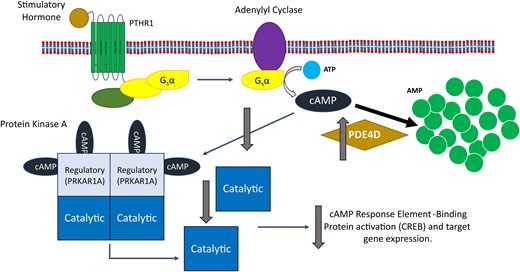 The impact of the over-activation hypothesis for iPPSD5 on the cAMP/PKA signalling pathway. The over-activation hypothesis suggests that an increase in PDE4D activity leads to the increased hydrolysis of cAMP to AMP. This removal of cAMP from the signalling pathway leads to reduced levels of free cAMP available to bind and activate PKA, resulting in reduced CREB activation by PKA and therefore a reduction in signalling through the pathway, causing iPPSD5. AMP, adenosine monophosphate; ATP, adenosine triphosphate; cAMP, cyclic adenosine monophosphate; CREB, cAMP response element-binding protein; iPPSD5, inactivating parathyroid hormone/parathyroid hormone-related protein signalling disorder 5; Gsα, alpha subunit of stimulatory G-protein; PDE, phosphodiesterase; PDE4D, cAMP-specific 3′,5′-cyclic phosphodiesterase 4D; PKA, protein kinase A; PRKAR1A, cAMP-dependent protein kinase type I-alpha regulatory subunit; PTHR1, parathyroid hormone receptor 1.