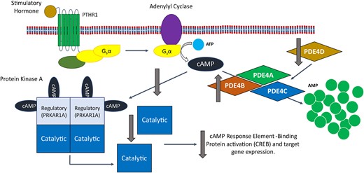 The impact of the over-compensation hypothesis for iPPSD5 on the cAMP/PKA signalling pathway. The over-compensation hypothesis suggests that a decrease in PDE4D activity leads to a build-up of cAMP, which triggers the over production of other PDE4 isoforms to compensate for the loss of PDE4D. This leads to the increased removal of cAMP from the signalling pathway, reducing the activation of PKA and reducing CREB activation by PKA. Overall, this leads to a reduction in PKA signalling, leading to iPPSD5. AMP, adenosine monophosphate; ATP, adenosine triphosphate; cAMP, cyclic adenosine monophosphate; CREB, cAMP response element-binding protein; iPPSD5, inactivating parathyroid hormone/parathyroid hormone-related protein signalling disorder 5; Gsα, alpha subunit of stimulatory G-protein; PDE, phosphodiesterase; PDE4A, cAMP-specific 3′,5′-cyclic phosphodiesterase 4A; PDE4B, cAMP-specific 3′,5′-cyclic phosphodiesterase 4B; PDE4C, cAMP-specific 3′,5′-cyclic phosphodiesterase 4C; PDE4D, cAMP-specific 3′,5′-cyclic phosphodiesterase 4D; PKA, protein kinase A; PRKAR1A, cAMP-dependent protein kinase type I-alpha regulatory subunit; PTHR1, parathyroid hormone receptor 1.