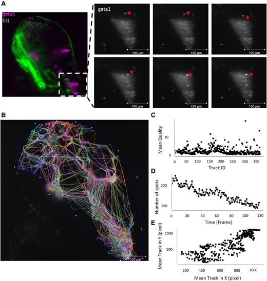 Live time lapse imaging shows RBCs moving through the ventricular system. A live fli1:EGFP;gata1:DsRed (endothelial cells, RBCs) transgenic larva were imaged over time to obtain a time lapse video (Video 1). (A) Still image from Video 1 (with false colour overlay) showing the location from the magnified insets. A gata1 positive RBC, denoted by a star, is observed in the hindbrain tissue and moves over the course of six frames (∼30 min) into the cluster of RBCs observed in the hindbrain ventricle. Scale bar = 100 µm. (B) Tracks of each gata1 positive cell over time show an overall migration to the hindbrain ventricle and movement within the haematoma. (C) The average automated detection quality was similar between the different cell tracks, one data point per cell. (D) Total number of cells identified (spots) decreased over the course of the time-lapse with the death of RBCs and the loss of gata1 fluorescence. (E) Average X movement versus average Y movement from each cell (spot) shows a high density of tracks migrating to the bottom right of the image, where the hindbrain ventricle is located.