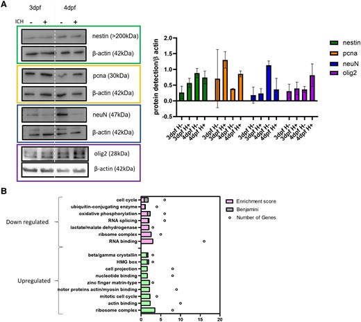 Nestin positive cells are more proliferative in ICH+ than in ICH− siblings. (A) Representative western blots and quantification analysis (n = 3) suggests that ICH+ larvae have less neuN-positive mature neurons than ICH− siblings, but pcna-positive proliferative cells and olig2-positive oligodendrocytes are increased in haemorrhage conditions (SD). Data analysed using a two-way ANOVA and no significant differences were found. Uncropped blots Supplementary Fig. 4. (B) Mass spec analysis of up (green) and down (pink) regulated pathways in ICH+ larvae between 3 and 4 dpf; dpf, days post-fertilisation.