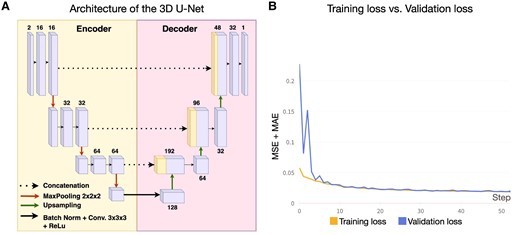 Model architecture and training progress (A) Architecture of the 3D U-Net used for deep-disconnectome predictions. The number above/below each block is the number of the used channels. (B) Training (80% of the dataset; N = 1066) and validation (20% of the dataset; N = 267) loss over the time course of the first 50 epochs was evaluated by adding the MSE and MAE.