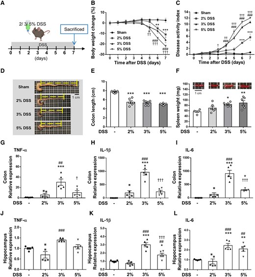 DSS at different concentrations induces acute colitis and neuroinflammation in mice. (A) Experimental design of the acute colitis animal model. Mice were treated with three doses of DSS dissolved in drinking water for 7 days and mice were sacrificed on Day 7. (B) Body weight changes are shown relative to Day 0 when weights were measured. (C) The 5, 3 and 2% DSS groups began to show a significant decrease in the DAI score compared with the Sham group starting from Days 3, 4 to 6, respectively (B and C, n = 6 for four groups). (D) Representative photographs of shortened colon. (E) Shrinkage of the colon in all three dose group. (F) Change in spleen weight in all three dose groups (E and F, n = 6 for four groups). RT-PCR analysis of the proinflammatory mediators (G) TNF-α, (H) IL-1β and (I) IL-6 in distal colon tissue. (J) TNF-α, (K) IL-1β and (L) IL-6 mRNA in the hippocampus was quantified with RT-PCR (G-L, n = 5 for four groups). In (B) and (C) *, # and † denote a significant difference between the Sham group and the 2% DSS group, 3% DSS group and 5% DSS group, respectively. In (E)–(L), *, # and † denote a significant difference from the Sham group, 2% DSS group and 3% DSS group, respectively (*,#,†, P < 0.05; **,##,††, P < 0.01; ***,###,†††, P < 0.001). All data are shown as mean ± SEM. Dots represent the number of samples (studied animals). One-way ANOVA followed by Tukey’s post hoc test. DAI, disease activity index; DSS, dextran sulphate sodium; IL-1β, interleukin-1β; IL-6, interleukin-6; TNF-α, tumor necrosis factor-α.