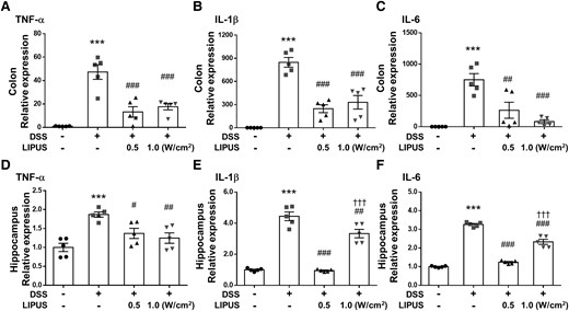 Effects of LIPUS treatment on inflammatory cytokine expression in mice with DSS-induced colitis. (A) TNF-α, (B) IL-1β and (C) IL-6 mRNA in colon tissue was quantified with qRT-PCR. (D) TNF-α, (E) IL-1β and (F) IL-6 mRNA in the hippocampus were quantified with qRT-PCR. *, #, and † denote significant difference from the Sham group, DSS group and DSS + LIPUS 0.5 group, respectively (#, P < 0.05; ##, P < 0.01; ***,###,†††, P < 0.001; n = 5). All data are shown as mean ± SEM. Dots represent the number of samples (studied animals). One-way ANOVA followed by Tukey’s post hoc test. DSS, dextran sulphate sodium; IL-1β, interleukin-1β; IL-6, interleukin-6; LIPUS, low-intensity pulsed ultrasound; TNF-α, tumor necrosis factor-α.