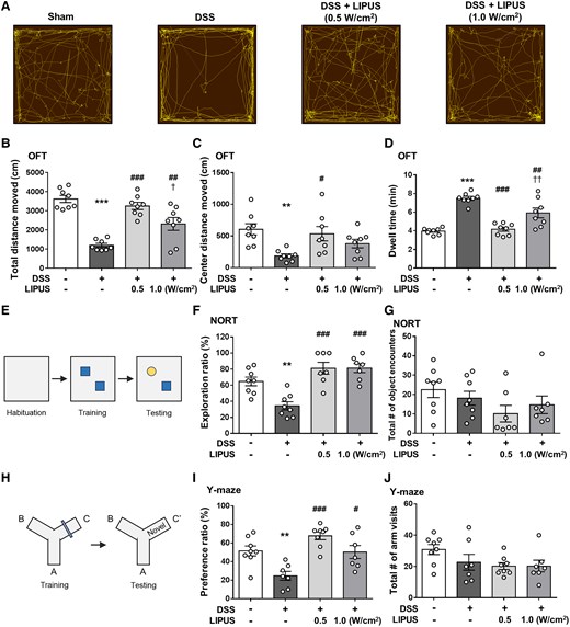 Effects of LIPUS treatment on DSS-induced behavioural disorders of mice in the behavioural tests. (A) Representative movement tracks in the OFT. (B) The distance traveled by mice in the entire OFT area. (C) The distance of mice in the central OFT area. (D) Result for dwell time (B, C and D, n = 8 for four groups). (E) NORT. (F) The exploration ratio of the four groups. (G) The number of object encounters of the four groups. A significant object memory impairment was observed in the DSS-treated mice compared with the mice in the Sham group. Both LIPUS treatments attenuated DSS-induced deficits in recognition memory (F and G, n = 8 for Sham and DSS groups, n = 7 for both LIPUS treatment groups). (H) Y-maze test. (I) The preference ratio of the four groups. (J) The total number of arm visits of the four groups. DSS-treated mice had a lower preference ratio compared with the Sham group. However, these decreases were significantly reversed in DSS plus LIPUS-treated mice (I and J, n = 8 for Sham and DSS + LIPUS 0.5 groups, n = 7 for DSS and DSS + LIPUS 1.0 groups). *, # and † denote significant differences from the Sham group, DSS group and DSS + LIPUS 0.5 group, respectively (#,†, P < 0.05; **,##,††, P < 0.01; ***,###, P < 0.001). All data are shown as mean ± SEM. Dots represent the number of samples (studied animals). One-way ANOVA followed by Tukey’s post hoc test. DSS, dextran sulphate sodium; LIPUS, low-intensity pulsed ultrasound; NORT, novel object recognition test; OFT, open field test.