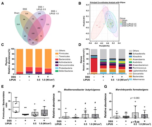 Effects of LIPUS treatment on the gut microbiome structure in mice with DSS-induced colitis. (A) Venn diagrams of OUTs showing overlap between groups. (B) PCoA was based on Bray–Curtis distances (B, n = 6 for four groups). (C) Relative abundance at the phylum level of each group. (D) Relative abundance at the genus level of each group. (E) The ratio of Firmicutes to Bacteroidota of different groups at the phylum level. (F) The level of M. butyricigenes. (G) The level of M. formatexigens (E, F and G, n = 6 for four groups). All data are shown as mean ± SEM. Dots represent the number of samples (studied animals). One-way ANOVA followed by Tukey’s post hoc test. *, # and † denote significant differences from the Sham group, DSS group and DSS + LIPUS 0.5 group, respectively (*,#, P < 0.05; **, P < 0.01). DSS, dextran sulphate sodium; LIPUS, low-intensity pulsed ultrasound.