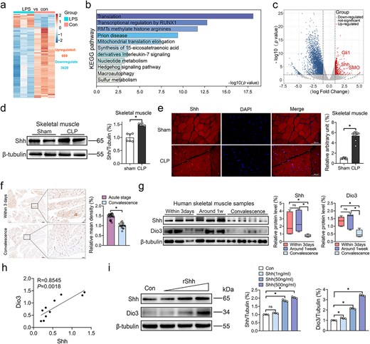 Shh signaling is involved in the reactivation of Dio3. (a) Comparative analysis of altered genes between the con group and C2C12 cells exposed to LPS for 4 h (one technical replicate of three biological replicates per group). (b) Analysis of the KEGG pathway from upregulated genes in the same setting as in (a). (c) Analysis of volcano plot from altered genes in the same setting as in (a). (d) Representative immunoblots of Shh expression in the skeletal muscle tissues of control rats or rats subjected to CLP modelling and their quantification (n = 6). (e) Representative images of the IF staining of Shh in skeletal muscles (scale bar: 50 μm) and quantification of Shh-positive area per selective field in rats with or without CLP modelling (n = 6). (f) Immunohistochemical staining of Dio3 in skeletal muscle biopsy samples from patients (scale bar: 50 μm&100 μm) and its quantification (n = 10; acute stage, biopsy taken within 1 week of admission; convalescence, biopsy taken shortly before discharge during the convalescent stage). (g) Immunoblotting demonstrating the expression of Shh and Dio3 in biopsy samples from the skeletal muscle of critically ill patients and its quantification (n = 10). (h) Spearman’s rank correlation analysis for the expression of Shh and Dio3 in the skeletal muscles of critically ill patients (n = 10). (i) Immunoblotting demonstrating the expression of Shh and Dio3 in C2C12 cells treated with gradient concentrations of rShh (0, 10, 200, and 500 ng/ml; n = 3) and its quantification. *P < 0.05. Two-tailed Student’s unpaired t-test for (d), Mann–Whitney test for (e, f, and g), spearman correlation analysis for (h), or one-way ANOVA followed by Tukey’s multiple comparisons test for (i). Quantitative data are represented as mean ± SD. NS not significant, LPS lipopolysaccharide, Shh sonic hedgehog, CLP cecal ligation and puncture, Dio3 type 3 deiodinase