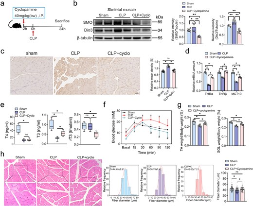 Shh signaling blockade suppressed Dio3 induction and ameliorated low T3 state and glucose intolerance in vivo. (a) A brief time-course schematic diagram of cyclopamine administration and CLP modelling. (b) Representative immunoblots of Dio3 and SMO in skeletal muscles in the same settings as in (a; n = 6), with quantification presented. (c) Representative images of Dio3 IHC staining in the same setting as in (a) and its quantification (n = 6, scale bar: 50 μm). (d) Quantitative RT-PCR analysis of T3-responsive genes in samples in the same setting as in (a). (e) Serum T4, T3, and rT3 levels in rats subjected to sham or CLP modelling or CLP and cyclopamine administration (n = 6–8) detected by RIA. (f) Intraperitoneal glucose tolerance test of rats treated with sham CLP, or CLP + Cyclopamine (n = 6). (g) Proportion of TA or soleus muscles to body weight (n = 6). (h) Representative images of the HE staining of skeletal muscles in the same setting as in (a, n = 6) and quantitative analysis of fiber diameters by ImageJ. *P < 0.05. One-way ANOVA followed by Tukey’s multiple comparisons tests for (b, h) or one-way ANOVA followed by Tukey’s multiple comparisons tests for (c, d, e, f, and g). Quantitative data are represented as mean ± SD. NS not significant, Dio3 type 3 deiodinase, CLP cecal ligation and puncture, SMO protein smoothened, THR thyroid hormone receptor, T3 triiodothyronine, T4 thyroxine, rT3 reverse, T3, Cyclo cyclopamine, TA tibialis anterior, SOL soleus muscle