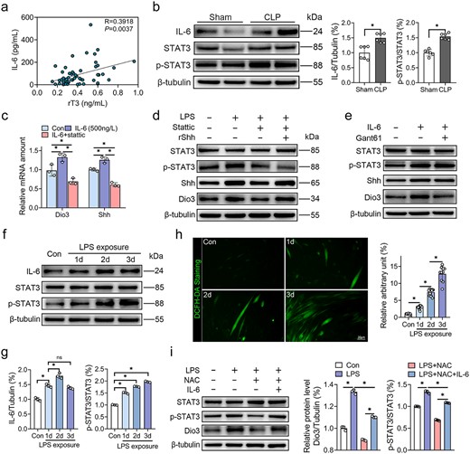 IL-6 and ROS mediate Shh activation via STAT3. (a) Correlation analysis between rT3 and IL-6 (n = 62). (b) Representative immunoblots of IL-6, STAT3, and p-STAT3 expression in skeletal muscle samples of rats subjected to sham or CLP modelling (n = 6) and its quantification. (c) Quantitative RT-PCR analysis of Dio3 and Shh expression in C2C12 cells treated with 500 ng/ml IL-6 or 5 μM Stattic (n = 3). (d) Representative western blots of Shh, Dio3, STAT3, and p-STAT3 expression in C2C12 cells treated with 500 ng/ml IL-6 or 5 μM Stattic (n = 3). (e) Representative western blots of Shh, Dio3, STAT3, and p-STAT3 expression in C2C12 cells treated with 100 μg/ml LPS or 5 μM Stattic or 500 ng/ml rShh (n = 3). (f) Representative immunoblots of IL-6, STAT3, and p-STAT3 expression in C2C12 cells treated with 100 μg/ml LPS for different time courses (n = 3). (g) Quantitative analysis of (f). (h) Representative DCFH-DA staining fluorescent images of C2C12 cells treated with 100 μg/ml LPS for different time courses (n = 10) and its quantification. (i) Representative western blots of STAT3, p-STAT3, Shh, and Dio3 expression in C2C12 cells treated with 100 μg/ml LPS or 10 mM NAC (n = 3). *P < 0.05. Spearman correlation analysis for (a), two-tailed Student’s unpaired t-test and Mann–Whitney test for (b, h), or one-way ANOVA followed by Tukey’s multiple comparisons test for (c, g, and i). Quantitative data are represented as mean ± SD. NS not significant, IL-6 interleukin 6, rT3 reverse triiodothyronine, STAT3 signal transducer and activator of transcription 3, Dio3 type 3 deiodinase, Shh sonic hedgehog, LPS lipopolysaccharide, NAC N-acetylcysteine