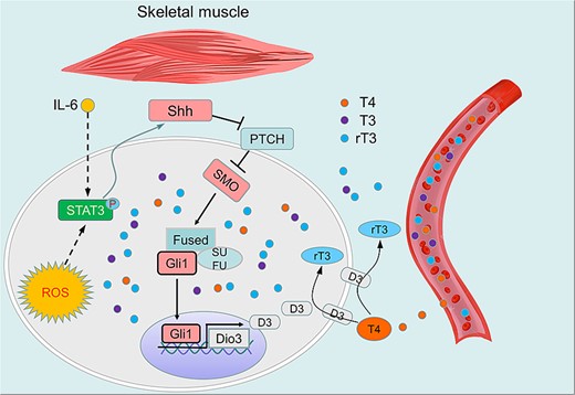 Graphical Abstract