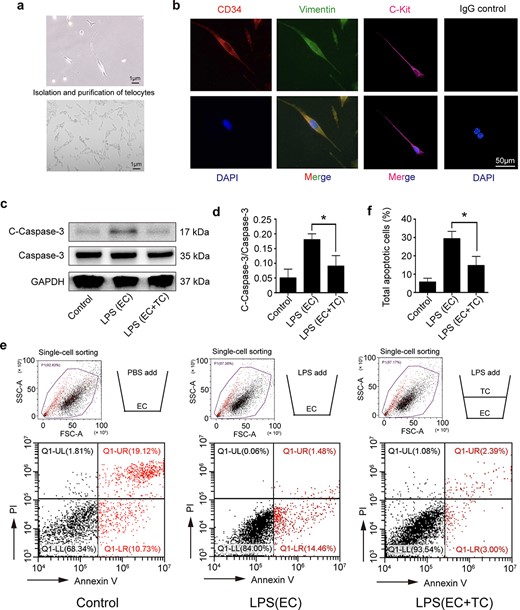 Isolation and purification of lung telocytes and their protective role to endothelial cells after LPS stimulation. (a) TCs with long telopodes under bright field. (b) Telocytes were identified by the immunofluorescence for CD34 (red), Vimentin (green), and C-kit (red), the non-antigen-specific IgG control is presented. (c, d) The cleaved caspase-3 expression and caspase-3 activation in ECs were detected by western blot after incubation with LPS (1 μg/ml, 24 h). (e, f) A transwell system was used to investigate the effect of TCs on ECs under septic conditions. There are three groups: the ECs + PBS (control) group, the ECs stimulated with LPS group, and a co-culture of ECs (in the lower chamber) with TCs (in the upper chamber) followed by LPS stimulation. For FACS of apoptosis cells, the total apoptosis rate is expressed as the sum of the populations in the upper right and lower right quadrants. *P < .05. C-Caspase-3, cleaved caspase 3; TC, telocyte; LPS, lipopolysaccharide; EC, endothelial cell; GAPDH, glyceraldehyde-3-phosphatedehydrogenase