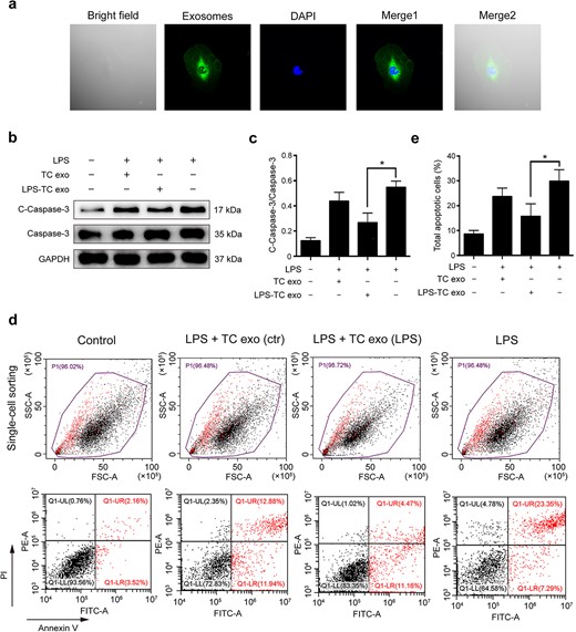 LPS-activated TC exosomes inhibit LPS-induced EC apoptosis. (a) The PKH67 (green) labeled TC exosomes were absorbed by ECs and were mainly located in cytoplasm of ECs. (b, c) LPS increases the expression of cleaved caspase-3 in ECs, and pretreatment with LPS-activated TC exosomes effectively inhibits LPS-induced caspase-3 activation. Compared with the LPS-activated TC exosomes, the normal TC exosomes have only a mild inhibitory effect on LPS-induced cleaved caspase-3 expression, and this effect is not statistically significant. (d, e) Pretreatment with LPS-activated TC exosomes effectively inhibits LPS-induced EC apoptosis. Compared to the LPS-activated TC exosomes, the normal TC exosomes have only a mild inhibitory effect on LPS-induced EC apoptosis, and this effect is not statistically significant. *P < .05. LPS, lipopolysaccharide; TC, telocyte; TC exo, telocyte exosomes; LPS-TC exo, lipopolysaccharide-activated telocyte exosomes; C-Caspase-3, cleaved caspase-3; con, control