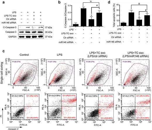 LPS-activated TC exosomes protect ECs from LPS-induced apoptosis via miRNA-146a-5p. (a, b) LPS increased the expression of cleaved caspase-3 in ECs, and pretreatment with LPS-activated TC exosomes effectively inhibited LPS-induced caspase-3 activation. However, when the expression of miRNA-146a-5p in TCs was blocked, the LPS-activated TC exosomes had only a mild inhibitory effect on LPS-induced cleaved caspase-3 expression, and this effect is not statistically significant. (c, d) Pretreatment with LPS-activated TC exosomes effectively inhibited LPS-induced EC apoptosis. However, when the expression of miRNA-146a-5p in TCs was blocked, the LPS-activated TC exosomes had only a mild inhibitory effect on LPS-induced EC apoptosis, and this effect is not statistically significant. *P < .05, #P < .05, &no significance. LPS, lipopolysaccharide; TC, telocyte; TC exo, telocyte exosomes; LPS-TC exo, lipopolysaccharide-activated telocyte exosomes; miR146, microRNA 146a-5p; siRNA, small interfering RNA; C-Caspase-3, cleaved caspase-3