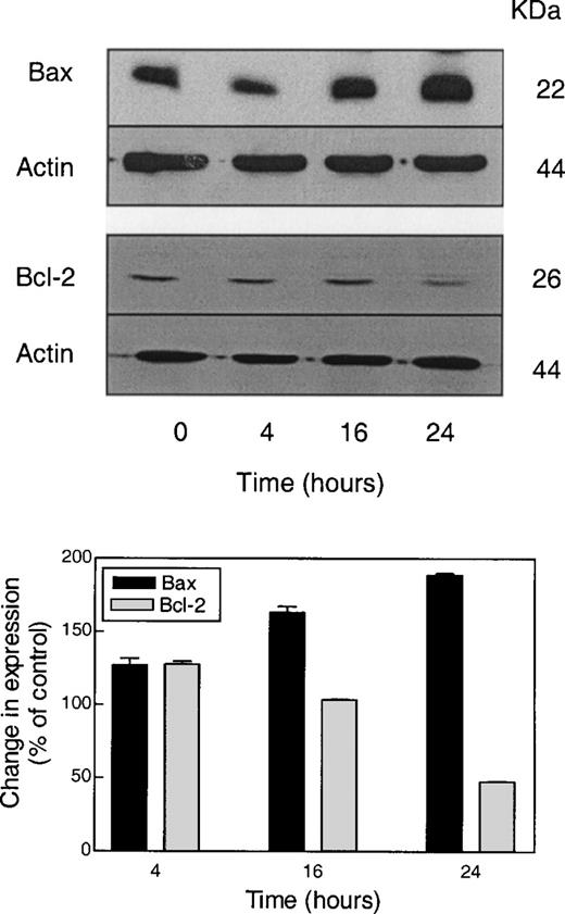Representative western blots for expression of Bax and Bcl-2 using lysates from PC-3 cells exposed to 20 µM SFN for specified time intervals. Equal amounts of lysate protein (20 µg for Bax and 40 µg for Bcl-2) were subjected to gel electrophoresis. Blots were stripped and re-probed with antibodies against actin to correct for differences in protein loading. The bar diagram summarizes changes in Bax and Bcl-2 expression relative to control. Data are mean of two to three independent experiments.