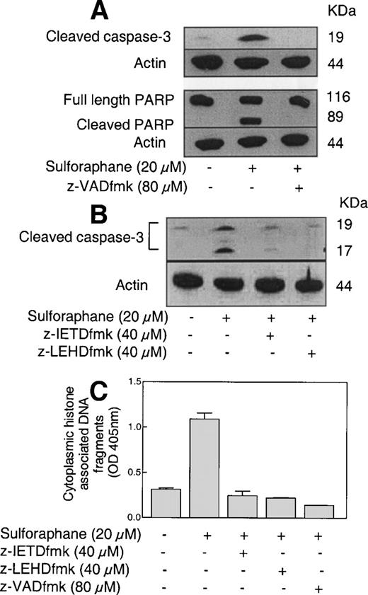  Western blot analysis for the effects of ( A ) general caspase inhibitor z-VADfmk and ( B ) z-IETDfmk (casapsae-8-specific inhibitor) and z-LEHDfmk (caspase-9-specific inhibitor) on SFN-induced cleavage of procaspase-3 or PARP. PC-3 cells were exposed to DMSO (control) or desired caspase inhibitor for 2 h prior to treatment with 20 µM SFN for 24 h. Western blotting for the effects of caspase inhibitors on cleavage of caspase-3 and PARP were repeated two to three times using independently prepared lysates, and the results were comparable. ( C ) Effects of caspase inhibitors on SFN-induced generation of cytoplasmic histone associated DNA fragments. Data are mean ± SE ( n = 3) from a representative experiment that was repeated three times with similar results. Statistically significant difference at P = 0.05 was observed between control versus SFN alone group, and between SFN alone versus z-IETDfmk, z-LEHDfmk and z-VADfmk pre-treatment groups by ANOVA. 
