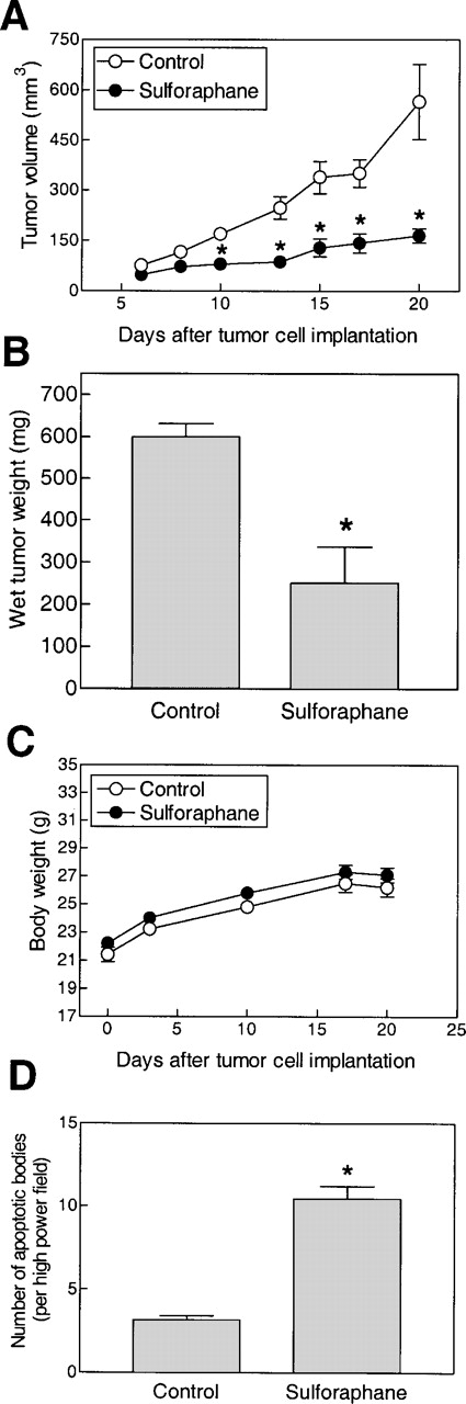  Effect of oral administration of SFN on ( A ) growth of PC-3 tumor xenografts in male nude mice, ( B ) wet weight of tumors harvested at the termination of the experiment, ( C ) body weight of mice and ( D ) apoptotic bodies by TUNEL assay. Data are mean ± SE. * Significantly different compared with control, P < 0.05 by Student's t -test. 
