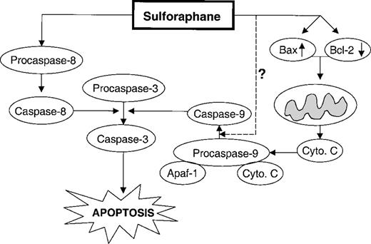  Proposed mechanism for SFN-induced apoptosis in PC-3 cells based on the results of present study. Apoptosis induction in SFN-treated PC-3 cells and in tumors of SFN-treated mice was associated with a statistically significant increase in Bax expression but independent of a change in Bcl-X L expression. A reduction in the protein level of Bcl-2 was also observed in SFN-treated PC-3 cells. Our data using caspase inhibitors suggested involvement of caspase-9 and caspase-8 pathways in SFN-induced cleavage of procaspase-3 and PARP, and apoptosis. Dashed line indicates that the mechanism for SFN-induced cleavage of procaspase-9 at earlier time points (e.g. 4 h post-treatment) remains to be elucidated. 