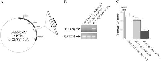In-vivo transduction effects of r-PTPη using recombinant AAV r-PTPη . ( A ) Preparation of the transfer vector pAM/CMV r-PTPη p(C)/SV40pA. The full-length cDNA of r-PTPη was cloned under the transcriptional control of a CMV promoter to generate the plasmid pAM/CMV r-PTPη p(C)/SV40pA; this vector was used to prepare a recombinant AAV r-PTPη (for details, see ‘Materials and methods’). ( B ) Intratumoral expression of r-PTPη . PSN1 cells were injected into nude mice; 10 days later the tumors were injected with 1 × 10 10 VP of either AAV GFP or AAV r-PTPη . Five days after infection, one mouse per group was killed and total RNA was extracted from tumors. RT–PCR analysis was performed with oligonucleotides specific for r-PTPη . ( C ) PSN1 xenograft tumor (XgT) volume evaluation after AAV r-PTPηin vivo treatment. Twelve days after intratumoral viral administration, mice were killed and tumor volume was assessed with the formula: tumor volume = length × (width) 2 /2. Each bar represents the mean volume ± SD of tumors from five mice injected with PSN1 cells. 