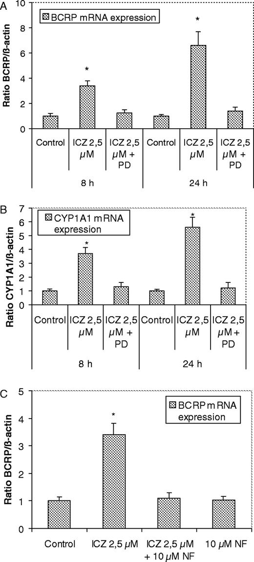  Effects of AhR antagonists on BCRP mRNA expression in Caco-2 cells. Effect of co-treatment of Caco-2 cells with ICZ (2.5 μM) and the AhR antagonist PD98059 (10 μM) on the expression of BCRP ( A ) and CYP1A1 mRNA ( B ). BCRP, CYP 1A1, and β-actin gene expression was measured by real-time PCR after treatment of Caco-2 cells for 8 h with vehicle (control, 0.2% DMSO), ICZ (2.5 μM), ICZ 2.5 μM + PD98059 (10 μM) and 24 h: vehicle (control, 0.2% DMSO), ICZ (2.5 μM), ICZ 2.5 μM + PD98059 (10 μM). ( C ) Effect of AhR antagonist 3′-methoxy-4′-nitroflavone (NF): BCRP and β-actin gene expression was measured by real-time quantitative PCR after treatment of Caco-2 cells for 8 h with vehicle (control, 0.2% DMSO), ICZ (2.5 μM), ICZ 2.5 μM + NF (10 μM), NF (10 μM). Experiments were carried out at least in triplicate. A two-tail, paired Student’s t -test was performed, and P values of the mRNA levels of the treated samples were calculated in reference to the solvent control ( *P < 0.05). 