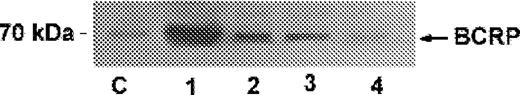 Western blot analysis of BCRP in Caco-2 cells after 3 days of treatment with vehicle (0.1% DMSO = C), ICZ (2.5 μM, lane 1), ICZ (2.5 μM) plus PD98059 (10 μM, lane 2), ICZ (2.5 μM) plus PD98059 (20 μM, lane 3), PD98059 (10 μM, lane 4). Whole cell lysates were prepared and 75 μg of protein were resolved by SDS–PAGE and blotted as described in the ‘Materials and methods’ section. Similar results were obtained in three independent experiments.