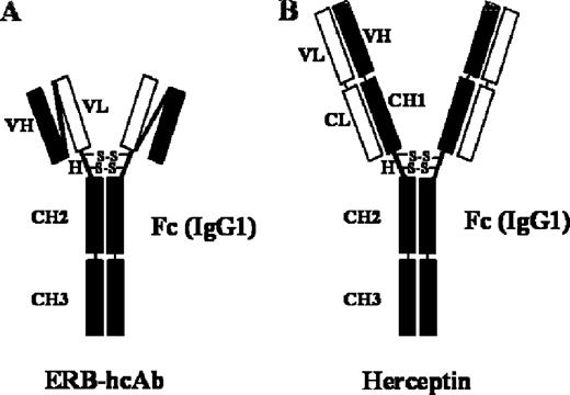  Schematic representation of Erb-hcAb and Herceptin. ( A ) Erb-hcAb, a human compact anti-ErbB2 antibody; ( B ) Herceptin, a full-size IgG. VH and VL are the heavy and light chain variable domains, respectively. H, the hinge region with disulfide bridges. CH1, CH2, CH3 are the heavy chain constant domains, and CL is the light constant domain of a human IgG1. 
