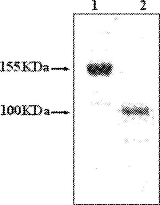 Analysis of purified Erb-hcAb by SDS–PAGE. Erb-hcAb (lane 2), and Herceptin (lane 1) were run by SDS–PAGE under non-reducing conditions.