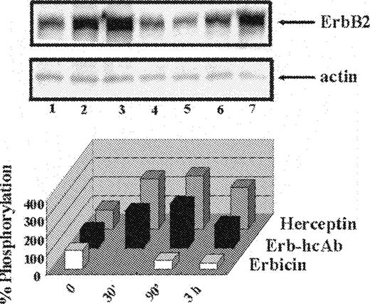 The effects of Erb-hcAb on ErbB2 phosphorylation. Upper panel: western blotting analyses with an anti-phosphotyrosine mAb of lysates from SKBR3 cells, untreated (lane 1) or treated for 90 min or 3 h with Erb-hcAb (lanes 2 and 3), Erbicin (lanes 4 and 5) or Herceptin (lanes 6 and 7). Lower panel: the levels of ErbB2 phosporylation are reported as percentages of the phosphorylation level detected in untreated cells.