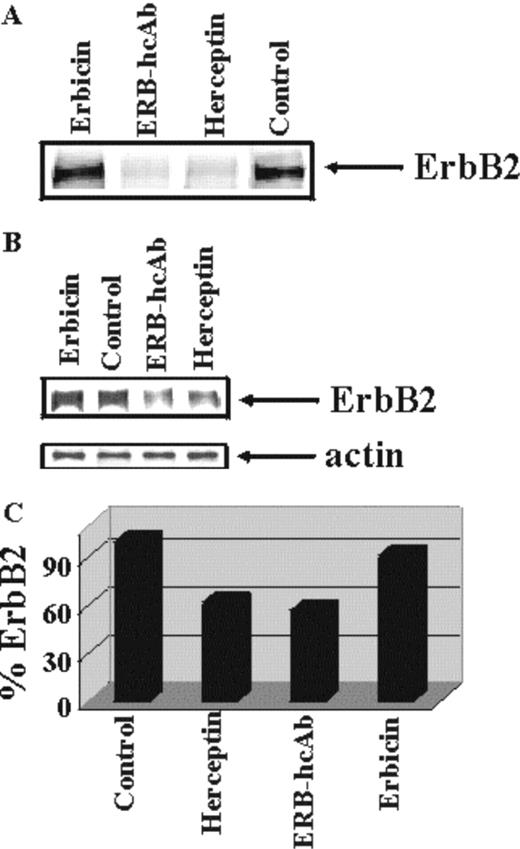  Turnover of the ErbB2 receptor in SKBR3 cells treated with Erb-hcAb. ( A ) Autoradiograms of immunoprecipitated radioactive ErbB2 from lysates of SKBR3 cells untreated or treated as indicated for 16 h with Erb-hcAb, Erbicin or Herceptin. Equal amounts (c.p.m.) of 35 S-labelled lysates were used. ( B ) Co-immunoprecipitation of ErbB2 and actin, performed for normalization. ( C) The levels of ErbB2 are reported as percentages of the level detected in untreated control cells. 