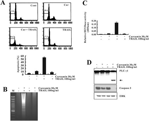  Curcumin sensitizes Caki cells to TRAIL-induced apoptosis. ( A ) Flow cytometric analysis of apoptotic cells. Caki cells were treated with TRAIL (100 ng/ml) in either the absence or the presence of curcumin (30 μM) for 24 h. Apoptosis was analyzed as a sub-G1 fraction by FACS. ( B ) Fragmentations of genomic DNA in Caki cells treated for 24 h with the indicated concentrations of curcumin and TRAIL. Fragmented DNA was extracted and analyzed on 2% agarose gel. ( C ) Cells were treated with the indicated concentrations of curcumin and TRAIL. Enzymatic activities of DEVDase were determined by incubation of 20 μg of total protein with 200 μM chromogenic substrate (DEVD-pNA) in a 100 μl assay buffer for 2 h at 37°C. The release of chromophore p -nitroanilide (pNA) was monitored spectrophotometrically (405 nm). ( D ) The expression levels of apoptosis-related proteins in Caki cells by treatment with curcumin and TRAIL. Equal amounts of cell lysates (40 μg) were resolved by SDS–PAGE, transferred to nitrocellulose membrane and probed with specific antibodies, anticaspase-3, anti-PLC-γ1 or with anti-ERK antibody to serve as control for the loading of protein level. The proteolytic cleavage of PLC-γ1 is indicated by an arrow. A representative study is shown; two additional experiments yielded similar results. 