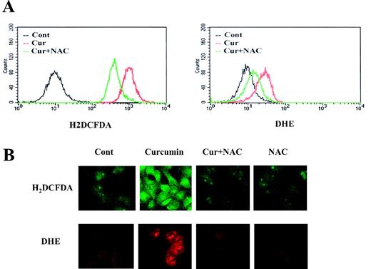  Curcumin induces elevation of the intercellular ROS level. ( A ) To determine the intracellular content of peroxides and anion superoxide, Caki cells were loaded with H2DCFDA and DHE, respectively, and fluorescence was measured by flow cytometry. Caki cells were loaded with fluorescence-dye and further stimulated with curcumin (30 μM) in the presence or absence of NAC (5mM). After 4 h, H2DCFDA and DHE fluorescence was visualized using a confocal microscope ( B ). 