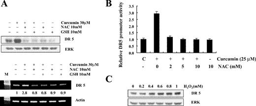  Effects of NAC and GSH on curcumin-induced DR5 protein and mRNA expression. ( A ) Caki cells were incubated with indicated concentration of NAC and GSH for 1 h before challenge with curcumin (30 μM) for 24 h. Equal amounts of cell lysates (40 μg) were resolved by SDS–PAGE, transferred to nitrocellulose and probed with anti-DR5 antibodies. DR5 mRNA level was measured by RT–PCR analysis. The values below the figure represent change in mRNA expression of the bands normalized to actin. A representative study is shown; two additional experiments yielded similar results. ( B ) Caki cells were transfected with pDR5/SacI promoter plasmid and further cultured with curcumin (25 μM) in the presence or absence of NAC. The cells were lysed and luciferase activity measured. Data represent the mean ± SD of at least three independent experiments. ( C ) Caki cells were treated with the indicated concentrations of H 2 O 2 . DR5 protein expression level was determined by immunoblot analysis with anti-DR5 or with anti-ERK antibody to serve as control for the loading of protein level. A representative study is shown; two additional experiments yielded similar results. 