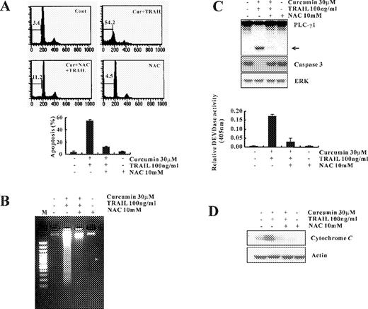  Effect of NAC on curcumin plus TRAIL-induced apoptosis. ( A ) Caki cells were treated with curcumin plus TRAIL in the presence or absence of NAC (10 mM). Apoptosis was analyzed as a sub-G1 fraction by FACS. ( B ) Fragmentations of genomic DNA in Caki cells treated with curcumin plus TRAIL in the presence or absence of NAC (10 mM). Fragmented DNA was extracted and analyzed on 2% agarose gel. ( C ) Equal amounts of cell lysates (40 μg) were resolved by SDS–PAGE, transferred to nitrocellulose membrane and probed with specific antibodies, anticaspase-3, anti-PLC-γ1 or with anti-ERK antibody to serve as control for the loading of protein level. The proteolytic cleavage of PLC-γ1 is indicated by an arrow. A representative study is shown; two additional experiments yielded similar results. DEVDase activity was determined as described in Figure 1C . Data shown are means ± SD ( n = 3). ( D ) 30 μg of cytosolic protein was resolved on 12% SDS–PAGE and then transferred to nitrocellulose, and probed with specific anticytochrome c antibody or with antiactin antibody to serve as control for the loading of protein level. 