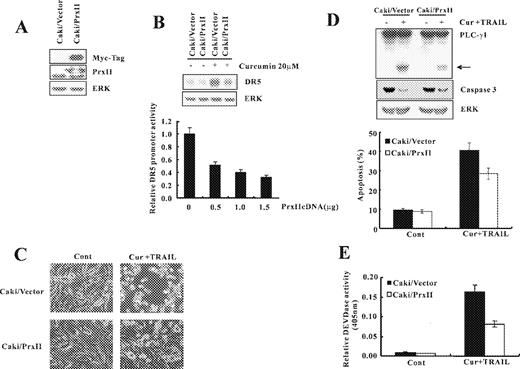  Ectopic expression of Prx II reduced curcumin plus TRAIL-induced apoptosis. ( A ) Whole cell lysates obtained from Caki cells stably transfected with a Prx II-expression vector or the empty vector were subjected to SDS–PAGE, transferred to membranes, and immunoblotted using anti-Prx II and anti-Myc antibodies as indicated. ( B ) Caki/Prx II and Caki/Vector cells were treated with curcumin (20 μM). DR5 protein expression level was determined by immunoblot analysis with anti-DR5 or with anti-ERK antibody to serve as control for the loading of protein level. A representative study is shown; two additional experiments yielded similar results. pDR5/SacI promoter plasmid was co-transfected with varying concentrations of Prx II plasmid. The cells were lysed and luciferase activity measured. Data represent the mean ± SD of at least three independent experiments. ( C ) Caki/Prx II and Caki/Vector cells were treated with a vehicle and curcumin plus TRAIL for 24 h. Magnification, 200×. ( D ) Equal amounts of cell lysates (40 μg) were resolved by SDS–PAGE, transferred to nitrocellulose membrane, and probed with anticaspase-3 and anti-PLC-γ1 antibodies. The proteolytic cleavage of PLC-γ1 is indicated by an arrow. A representative study is shown; two additional experiments yielded similar results. ( E ) DEVDase activity was determined as described in Figure 1C . Data shown are means ± SD ( n = 3). 