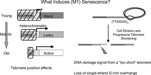 The leading models for the induction of replicative senescence are TPE (left side) and a DNA damage signal from perhaps only one or two short telomeres (right side). It is now known that there is not one sentinel short telomere that initiates replicative senescence. Instead there are about 10 short telomeres and in any given cells a single short telomere is sufficient to induce replicative senescence. An alternative hypothesis is that the loss of most of the G-rich single-strand overhangs induces senescence.