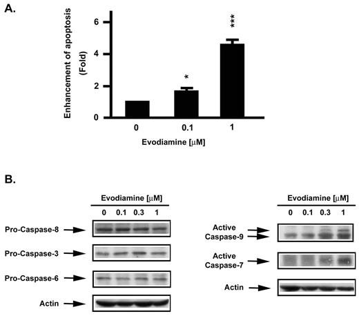  Evodiamine induced apoptosis and promoted activation of caspases in NCI/ADR-RES cells. ( A ) Measurements of apoptosis. For quantitative assessment of oligonucleosomal DNA fragmentation, cells were treated with the agents indicated. Apoptosis was detected with the Cell Death ELISA PLUS kit. Enhancement of apoptosis was determined in relation to control cells receiving vehicle alone. Results were expressed as mean ± SEM of three independent experiments. *P < 0.05, ***P < 0.001 compared with control group. ( B ) Caspase activations. After 24 h treatments with vehicle or evodiamine, cells were harvested and subjected to lysis. Protein measurements were performed, and equal amounts of protein were subjected to SDS–PAGE. Caspase-3, -6, -7, -8 and -9 were detected by immunoblotting and the proteins were visualized by enhanced chemiluminescence. 