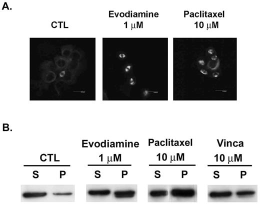  Evodiamine promoted microtubule polymerization in NCI/ADR-RES cells. ( A ) Organization and arrangement of the microtubule network. After 24 h treatments with vehicle or drug, cells were fixed with methanol and blocked with 2% BSA. Cells were then stained with β-tubulin antibody at 37°C and FITC-conjugated secondary antibody. Imaging was performed with the Leica TCS SP2 Spectral Confocal System. ( B ) After 24-h treatments, cells were washed with PBS and lysed with hypotonic buffer. Cytosolic (soluble, S) and cytoskeletal (polymerized tubulin, P) tubulin fractions were separated by centrifugation. Fractions were resolved by SDS–PAGE, followed by immunoblotting with antibody against β-tubulin. 