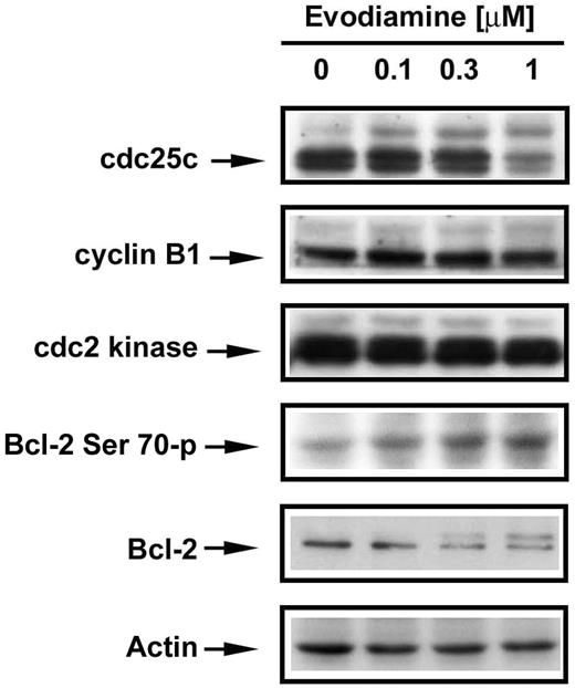  Effects of evodiamine on G 2 /M cell cycle regulatory proteins. After the 24-h treatments with vehicle or evodiamine, NCI/ADR-RES cells were harvested and lysed. Protein measurements were performed, and equal amounts of protein were subjected to SDS–PAGE. Cdc25c, cyclin B1, cdc2 kinase and Bcl-2 were detected by immunoblotting and visualized by enhanced chemiluminescence. 