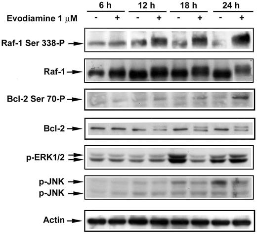  Effects of evodiamine on Raf-1 and Bcl-2 phosphorylation. After treatments with vehicle or evodiamine for the indicated times, NCI/ADR-RES cells were harvested and subjected to lysis. Equal amounts of lysate protein were subjected to SDS-PAGE. Phospho-JNK, phospho-Ser 338 -Raf-1, phospho-ERK1/2 and Bcl-2 were detected by immunoblotting and visualized by enhanced chemiluminescence. For detection of Raf-1 protein expression, the membrane probed with phospho-Ser 338 -Raf-1 antibody was stripped and re-probed with Raf-1 antibody. 