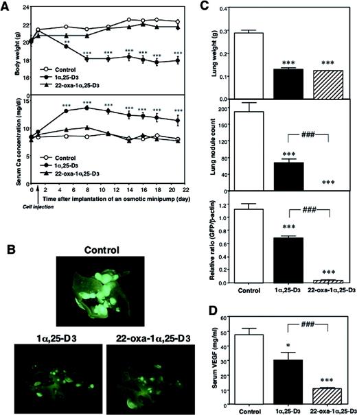  Effects of continuous treatment with 1α,25-D 3 and 22-oxa-1α,25-D 3 on growth, serum calcium and development of lung metastasis in mice injected with LLC-GFP cell suspension. 1α,25-D 3 or 22-oxa-1α,25-D 3 (1 µg/kg/day) or vehicle was infused continuously by an osmotic minipump implanted s.c. on the day before as the LLC-GFP cell injection. Serum and lungs were collected 3 weeks after the cell injection. ( A ) Body weight and serum calcium level. ( B ) External image of the lung of mice under a fluorescence stereo microscope. ( C ) Lung weight, lung nodule counts and GFP mRNA expression in the lung. ( D ) Serum levels of VEGF. Each bar represents the mean ± SE ( n = 10). *P < 0.05 and ***,###P < 0.001, significant difference from vehicle-treated animals. 