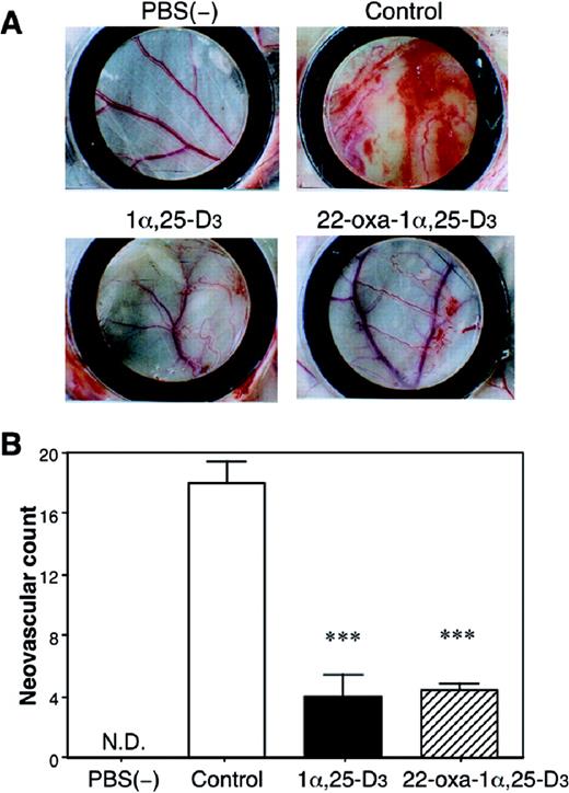  Effects of 1α,25-D 3 and 22-oxa-1α,25-D 3 on LLC-GFP cell-induced angiogenesis in the mouse dorsal air sac model. ( A ) The chamber containing LLC-GFP cells or PBS(−), which was the negative control, was implanted into a subcutaneous dorsal air sac. At the same time, a osmotic minipump with control (vehicle), 1α,25-D 3 or 22-oxa-1α,25-D 3 , was implanted on the opposite side of the chamber ring in the mice. Ten days after implantation, the mice were killed and the chambers were removed from the fascia. The area that had been in contact with the chamber was photographed. ( B ) Measurement of neovascular counts in the skin of mice bearing Millipore chambers containing LLC-GFP cells. ND, the neovascular vessels were not detected. Each bar represents the mean ± SE. ***P < 0.001 versus vehicle-treated group ( n = 10). 