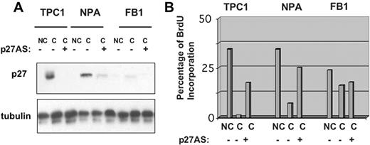  p27 kip1 is required for contact inhibition in thyroid carcinoma cells. To suppress the expression of p27 kip1 at confluence, TPC-1, NPA and FB1 cells were plated onto glass coverslips, in complete medium for 36 h, and then transfected with p27 kip1 antisense or control oligonucleotides (200 nM) with Oligofectamine. After additional 36 h, cells were incubated with 10 µM BrdU for 2 h and processed for indirect immunofluorescence or western blot. ( A ) Western blot analysis of p27 kip1 levels in the presence of control or anti-p27 kip1 antisense oligonucleotides. ( B ) The graphs indicate the percentage of BrdU positive cells. NC, non-confluent cells; C, confluent cells. See online Supplementary material for a colour version of this figure. 