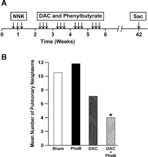  ( A ) The timing and duration of treatment of mice with NNK, DAC and phenylbutyrate. This line drawing depicts the order and duration for treatment of A/J mice with NNK followed by the preventive agents DAC and phenylbutyrate. ( B ) Effect of DAC and phenylbutyrate treatment on the mean number of pulmonary neoplasms. The number of pulmonary lesions was decreased significantly ( *P < 0.05) in mice treated with the combination of DAC + sodium phenylbutyrate. 