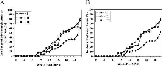  ( A ) The rate of appearance of either mammary adenomas or adenocarcinomas among the three dietary groups ( P -overall = 0.10 by the Kaplan–Meier survival analysis) in the promotion study. ( B ) The rate of appearance of mammary adenocarcinomas among the three dietary groups ( P -overall = 0.02 by the Kaplan–Meier survival analysis; P = 0.01 between groups I and II, P = 0.02 between groups I and III and P = 0.87 between groups II and III by the Log rank test) in the promotion study. In the promotion study, groups I, II and III received the 2 mg folic acid/kg diet (control) from weaning at 3 weeks of age for 5 weeks until 1 week following MNU injection (at 50 days of age), followed by the 0 (deficient), 2 (control) and 8 (supplemented) mg folic acid/kg diet, respectively, for 22 weeks until the time of killing (30 weeks of age). 