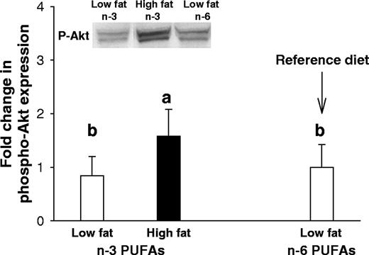  Akt phosphorylation in the mammary glands of 8-week-old rats exposed prepubertally to low- or high-fat n -3 PUFA or the reference low-fat n -6 PUFA diet. Phosphorylated Akt was examined by western blot and data of total Akt and β-actin were normalized for differences in protein loading. Values represent the mean of 12 animals per group + SEM. Akt phosphorylation was significantly higher in the high-fat n -3 PUFA than low-fat n -3 PUFA group; one-way ANOVA: P < 0.028. Bars marked with different letters are significantly different from one another ( P < 0.05). 