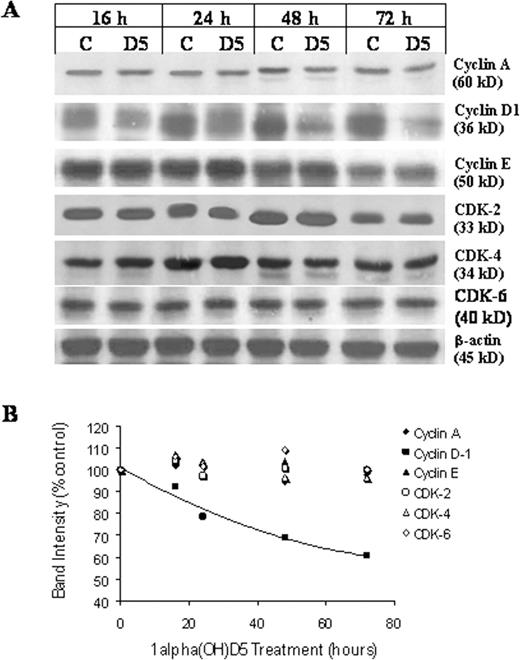  Western blots showing expression of cell cycle regulatory cyclins and CDKs in breast cancer BT-474 cells in response to 1 μM 1α(OH)D5 treatment ( A ). The results are expressed as percent control after adjusting for β-actin. The graph represents the band density data in an XY scatter plot ( B ). 