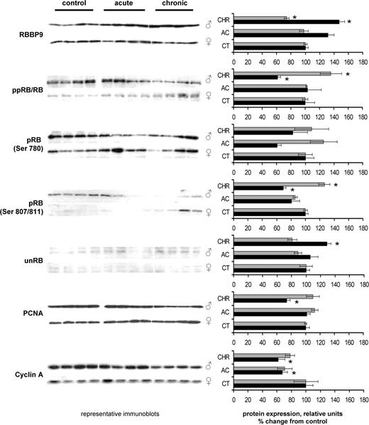 Radiation-induced changes in expression of RBBP9, RB, pRB Ser 780, pRB Ser 870/811, unRB, PCNA and cyclin A in spleens of female and male mice. Lysates from spleen tissue were subjected to immunoblotting using antibodies against RBBP9, total RB, pRB Ser 780, pRB Ser 870/811, unphosphorylated RB, PCNA and cyclin A. Protein levels relative to those of control animals are shown as the mean ± SEM; asterisk indicates P < 0.05, Student's t -test. Black bars: males, gray bars: females. CT: control, AC-acutely exposed animals, CHR: chronically exposed animals. All sample loading was normalized to protein content. Representative western blots from four independent experiments are shown. 