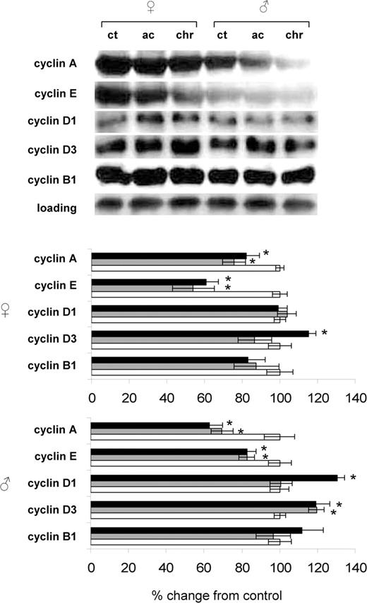  Radiation-induced changes in expression of cyclins in spleens of female and male mice. Lysates from spleen tissue were subjected to immunoblotting using antibodies against cyclin A, cyclin E, cyclin D1, cyclin D3 and cyclin B1. Protein levels relative to those of control animals are shown as the mean ± SEM; asterisk indicates P < 0.05, Student's t -test. While bars: control animals, gray bars: acutely exposure animals, black bars: chronically exposed animals. All sample loading was normalized to protein content. Representative western blots from two independent experiments are shown. 