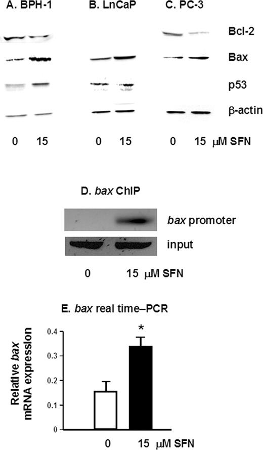  SFN alters the expression of pro- and anti-apoptotic proteins. Attached cells were harvested 48 h after treatment of BPH-1 ( A ), LnCaP ( B ) and PC-3 cells ( C ) with 0 or 15 µM SFN, and cell lysates were immunoblotted for Bcl-2, Bax and p53, as indicated. Equal protein loading was confirmed using β-actin. Results are representative of two or more separate experiments. ( D ) BPH-1 cells were treated with 0 or 15 µM SFN and ChIP was performed as described in the legend to Figure 3 , except that PCR was performed with primers to the bax promoter. ( E ) Real-time PCR results for bax mRNA expression in BPH-1 cells 12 h after treatment with 0 or 15 µM SFN; mean ± SD, n = 3; *P < 0.05. 