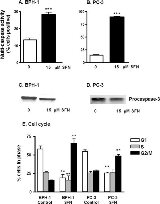  SFN increases multi-caspase activity and causes cell cycle arrest in prostate epithelial cells. BPH-1 cells ( A ) and PC-3 cells ( B ) were harvested 48 h after treatment with 0 or 15 µM SFN, as indicated, and the attached cells were examined for multi-caspase activity using a Guava PCA. Results represent mean ± SD, n = 3, from experiments conducted on two or more separate occasions. BPH-1 ( C ) and PC-3 ( D ) cells were treated as above, and cell lysates were immunoblotted for procaspase-3. In ( E ) BPH-1 and PC-3 were harvested, fixed and stained for cell cycle analysis. Attached and floating cells were fixed in 70% ethanol and stained with propidium iodide, and cell cycle kinetics was examined using the Guava PCA, followed by data analysis with Multi-Cycle software. Results indicate mean ± SD, n = 3; **P < 0.01, ***P < 0.001. 