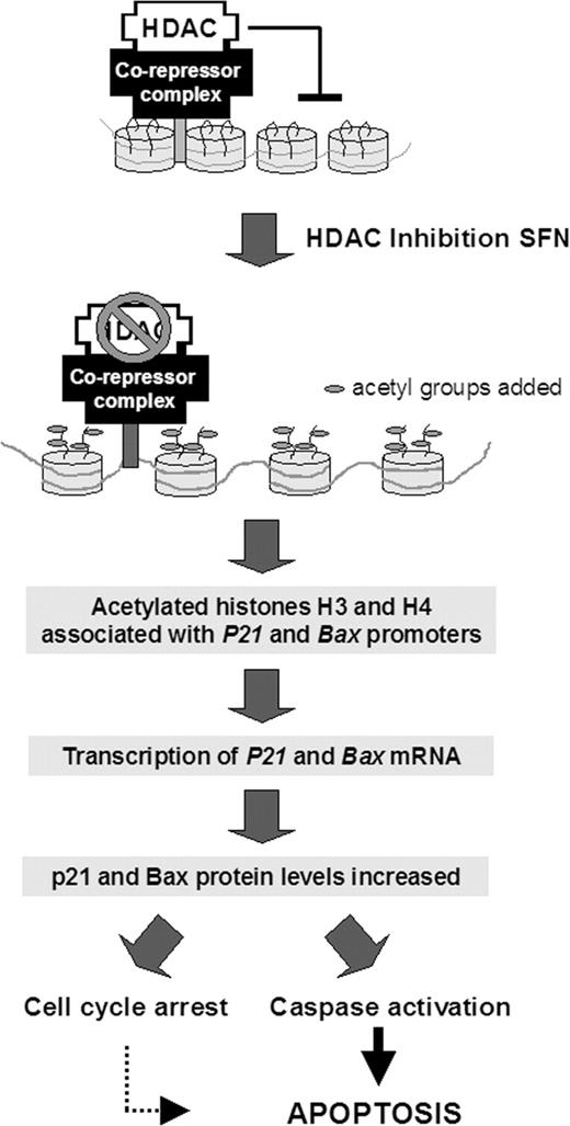  Model for the mechanism of SFN-induced apoptosis through HDAC inhibition in prostate cells. SFN inhibits HDAC activity, which results in an increase in acetylated histones associated with the promoter region of genes such as P21 and bax . Interactions between the histones and DNA are loosened, facilitating transcription factor access to P21 and bax . The corresponding de-repression of these genes activates transcription, leading to increased mRNA and protein expression, enabling cycle arrest, caspase activation, and apoptosis induction in prostate cancer cells. 